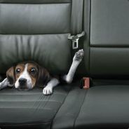 Export - steam id 76561197965732442