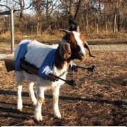 Battlegoat