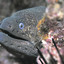 Aggressive-Eel