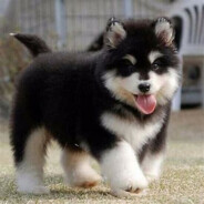 京京的阿拉斯加犬