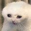 Meow Destroyed &lt;3