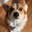 Auggie the Corgi