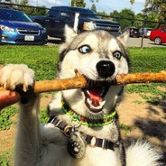 САСНЫЙ ХАСКИ