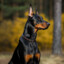 &gt; NSS &lt; Doberman