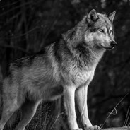 lonewolf