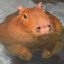 Capybara
