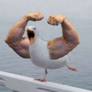 Chaderick The Alpha Seagull