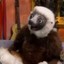 Zooboomafoo