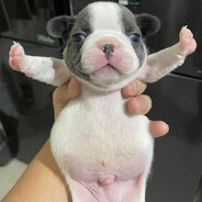 Good Boy