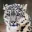 SnowLeopard