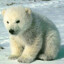 [RNS] JareBear