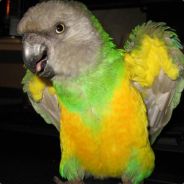 Sprinkles Bird of Domination!