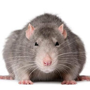 RAT