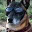 abovekillerdog