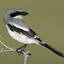 puzzledshrike