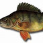 bibanul