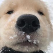 一枪一个小朋友