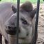 Tapirus terrestris