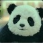 Panda_ting