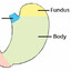 BigFundus