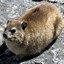 hyrax