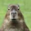 Capybara