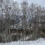 ArcticWolf_67