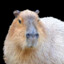 ChadtheCapybara