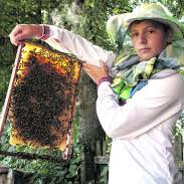 Веселий Пасічник