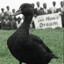 Mallard Luther King