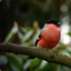 bullfinch