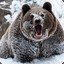 BIG RUSSIAN BEAR