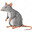 Rat