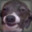 DogMan