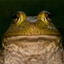 Bullfrog