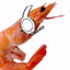 TheDerangedShrimp