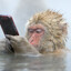 the thinker