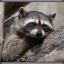 Sleepy_raccoon