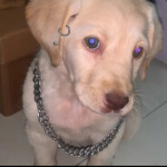 昊天金阙无上至尊自然