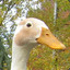 Runnerduck