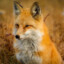 Redfox