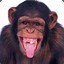 monkey-