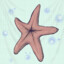 Chocolate Starfish