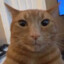el gato