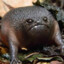 BlackFrog