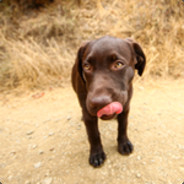 lepupperahi