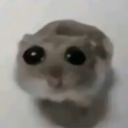 出租屋里鼠鼠真的很多