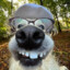 Nerd Dog