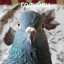 nodaniila