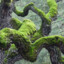 TwistedTreeBranch